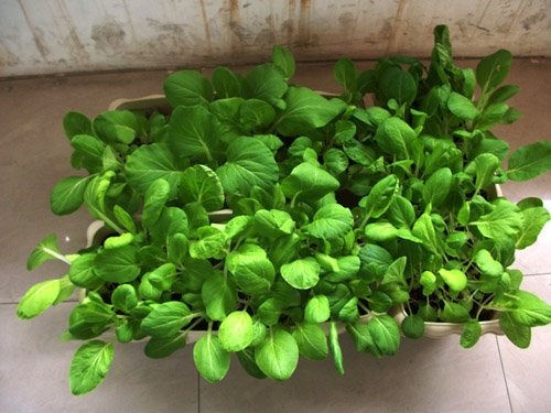 陽(yáng)臺(tái)種菜~