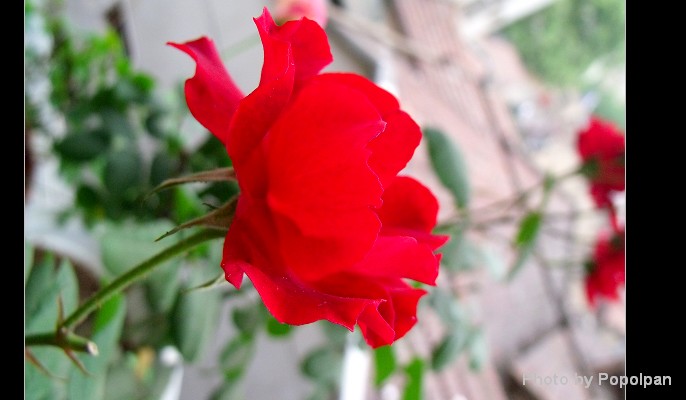 繼續(xù)月季，紅得發(fā)紫的月季！