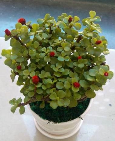 有人知道金枝玉葉開花嗎