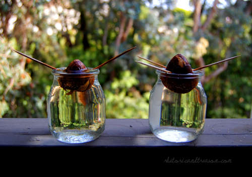 簡易鱷梨種植教程