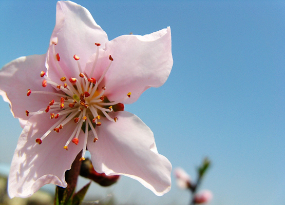 中國(guó)文化里的情人花