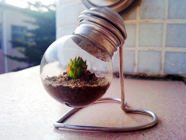 燈泡植物：一燈一世界