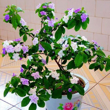 如何使鴛鴦茉莉一年開花多次？