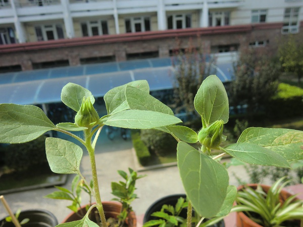 我的花腳步，我的向日葵開花啦