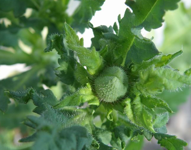 我又來賣萌，曬我的花花草草們啦