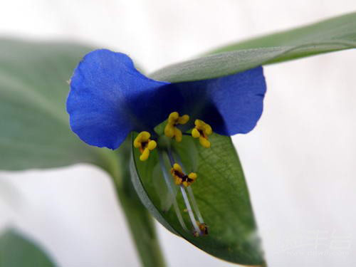 迷人的藍(lán)色，鴨跖草的給生活的福利