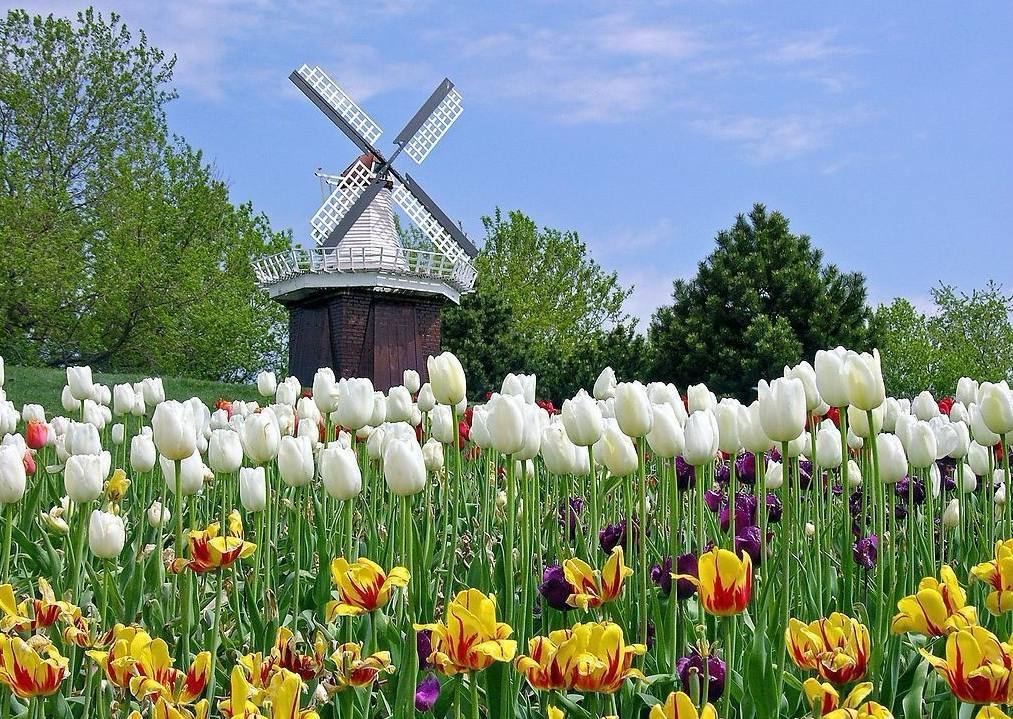 庫肯霍夫郁金香公園