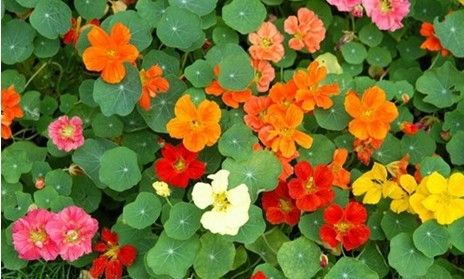 怎樣讓旱金蓮常年開花？