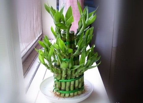 怎樣栽培富貴竹？