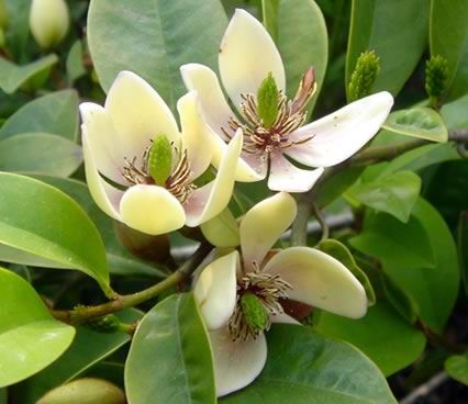 怎么養(yǎng)含笑花？