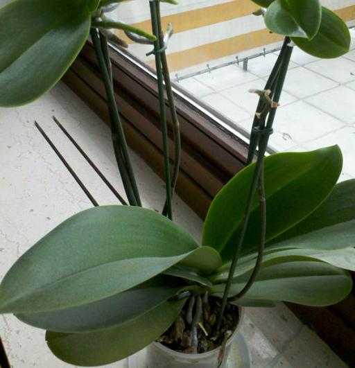 我養(yǎng)蘭花的腳印，蘭花成長日記（一）